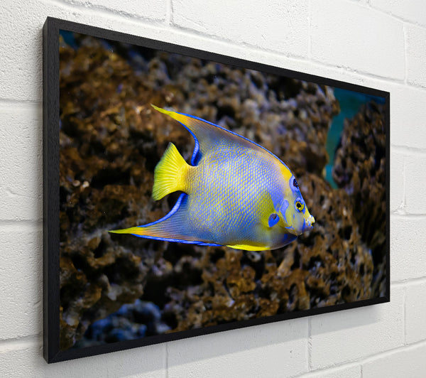 Blue And Yellow Reef Dweller