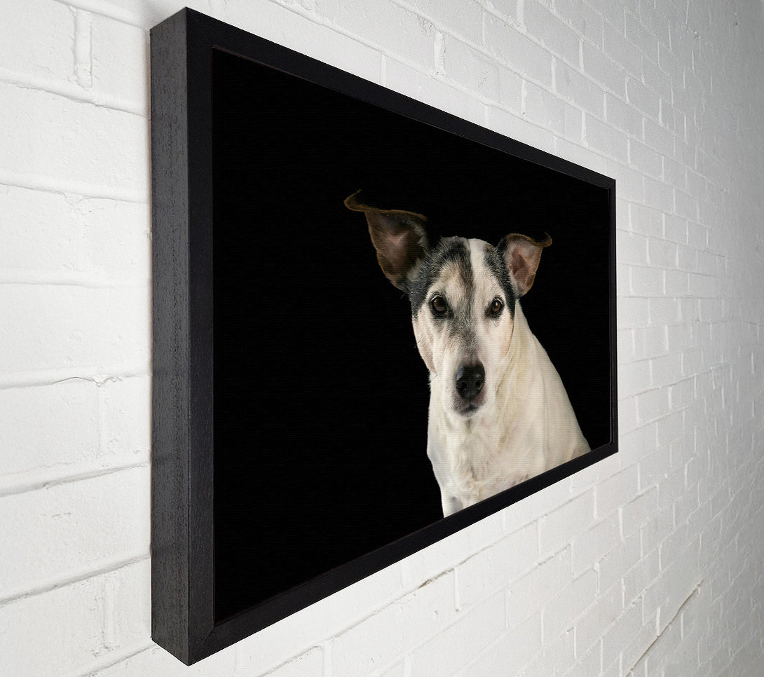  A Canvas Print of White Dog'S Stare Canvas Print