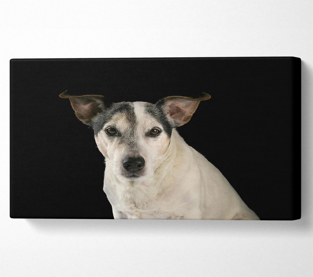  A Canvas Print of White Dog'S Stare Canvas Print