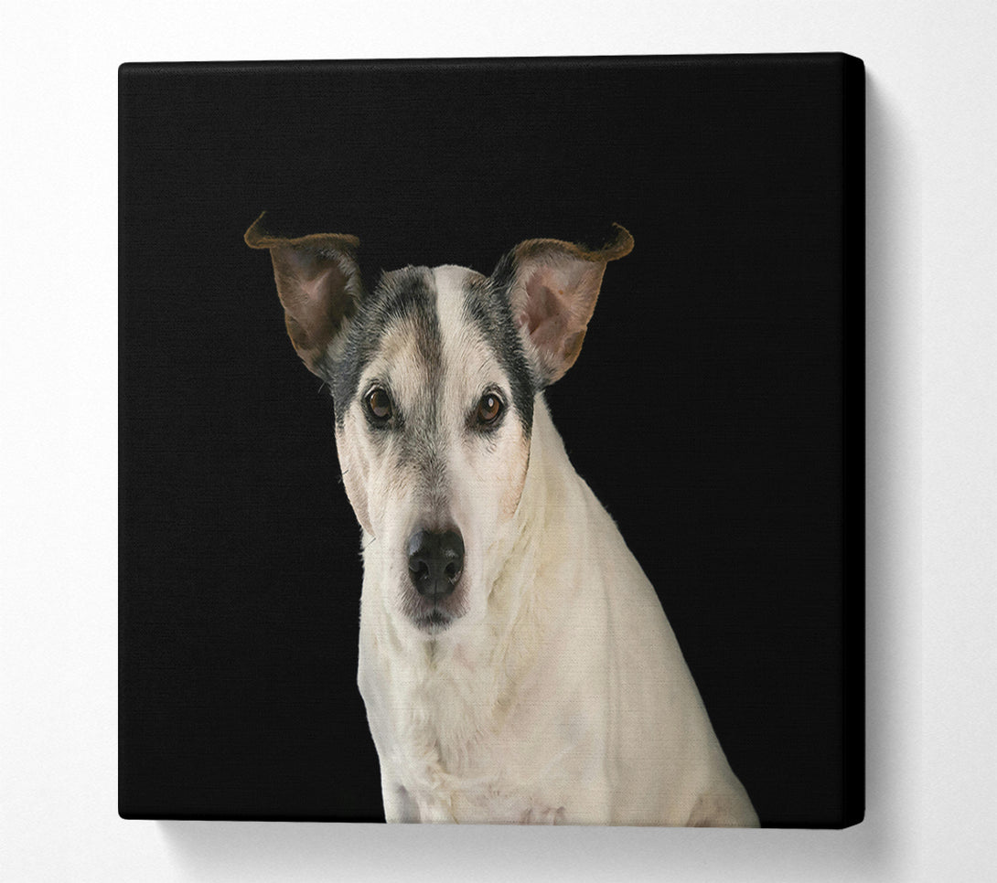 A Canvas Print of White Dog'S Stare Canvas Print