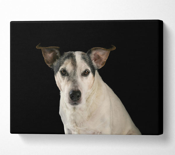  A Canvas Print of White Dog'S Stare Canvas Print