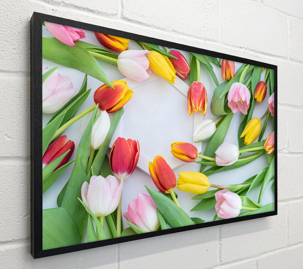 Pink Tulips Bloom