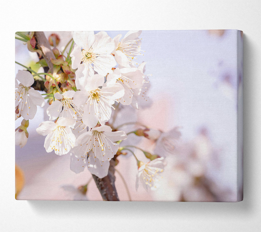  A Canvas Print of White Blossoms In Springtime Canvas Wall Art