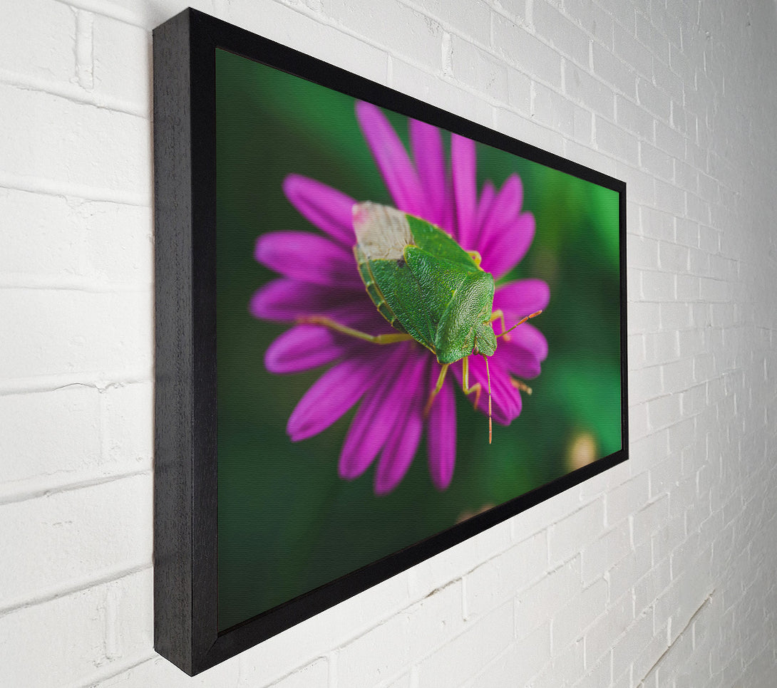 A Canvas Print of Green On Magenta Bloom Canvas Print