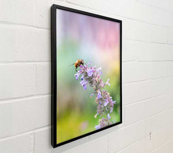 Lavender Bee Buzzing