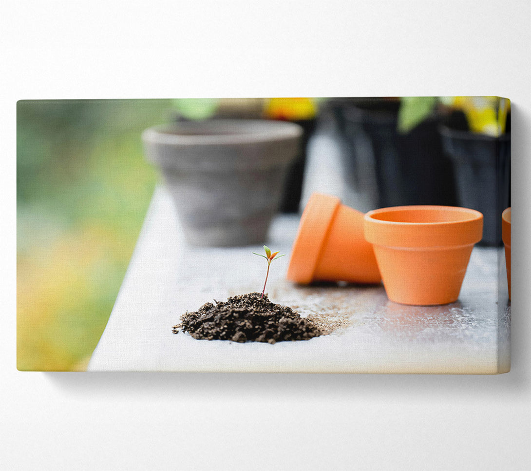  A Canvas Print of Orange Pot Sprout Canvas Wall Art
