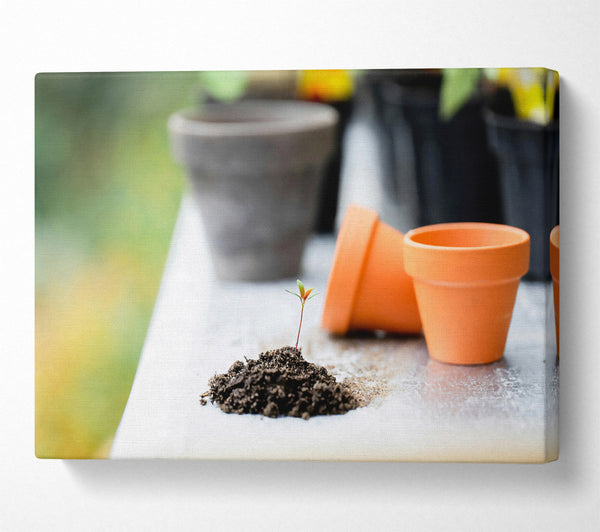  A Canvas Print of Orange Pot Sprout Canvas Wall Art