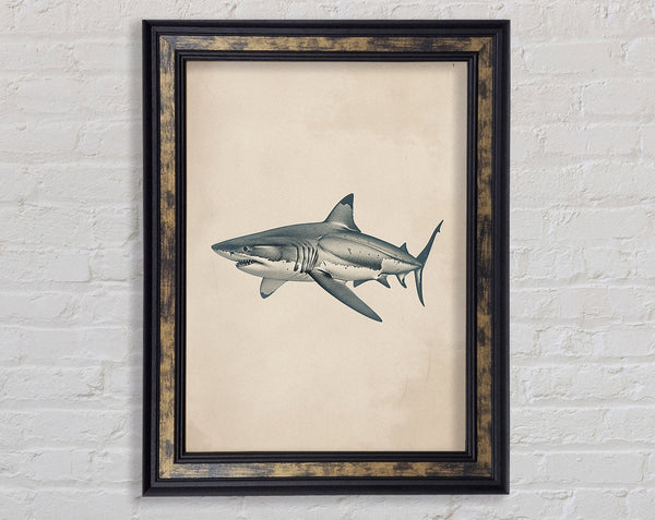 Shark Framed Print