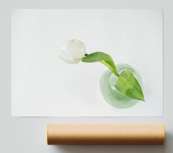 White Tulip In Green Vase Poster