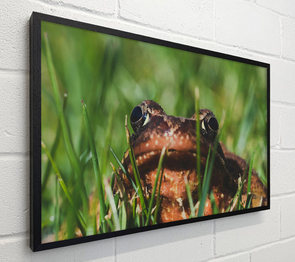 Green Eyes, Brown Frog