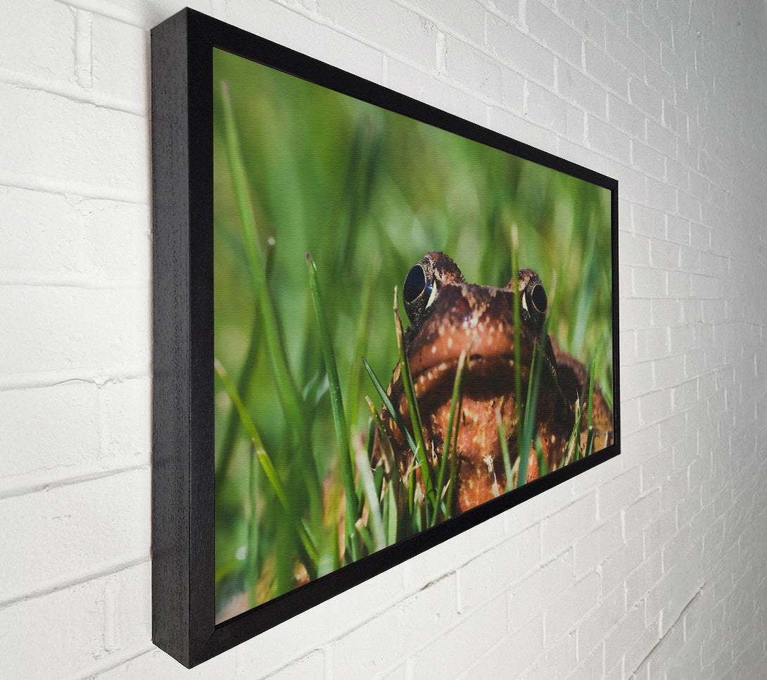  A Canvas Print of Green Eyes, Brown Frog Canvas Art