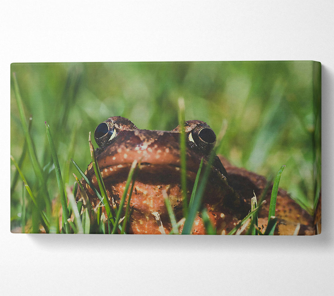  A Canvas Print of Green Eyes, Brown Frog Canvas Art