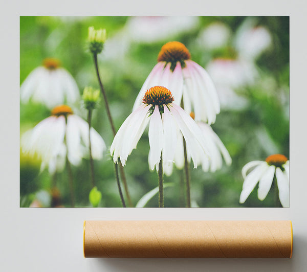 White Flowers In Bloom. Print