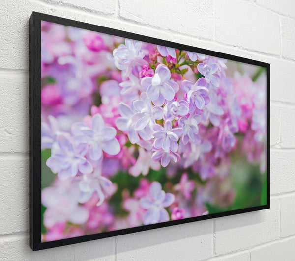 Lavender Dream Blossoms