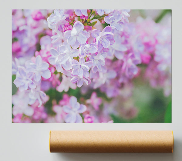 Lavender Dream Blossoms Poster
