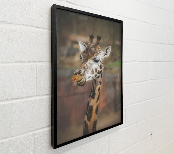 Brown Giraffe Portrait