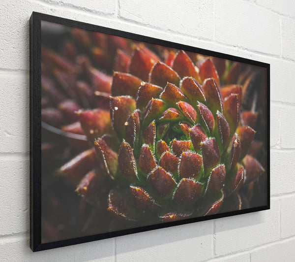 Crimson Succulent Bloom