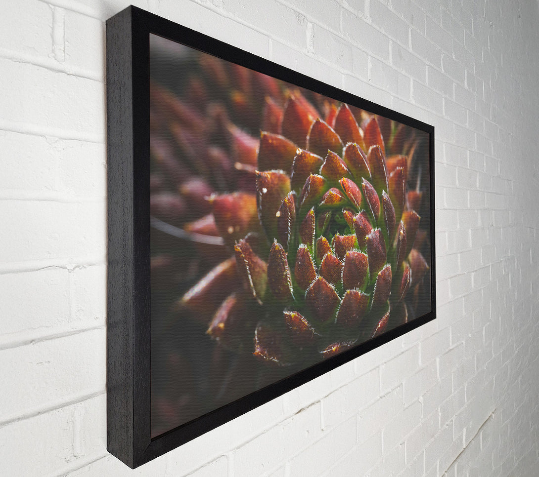  A Canvas Print of Crimson Succulent Bloom Canvas Art