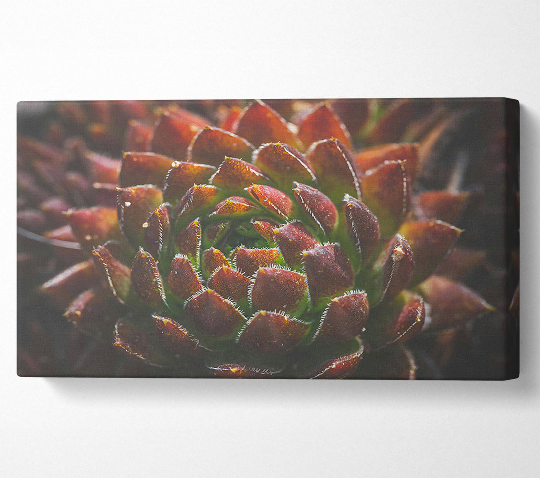 A Canvas Print of Crimson Succulent Bloom Canvas Art