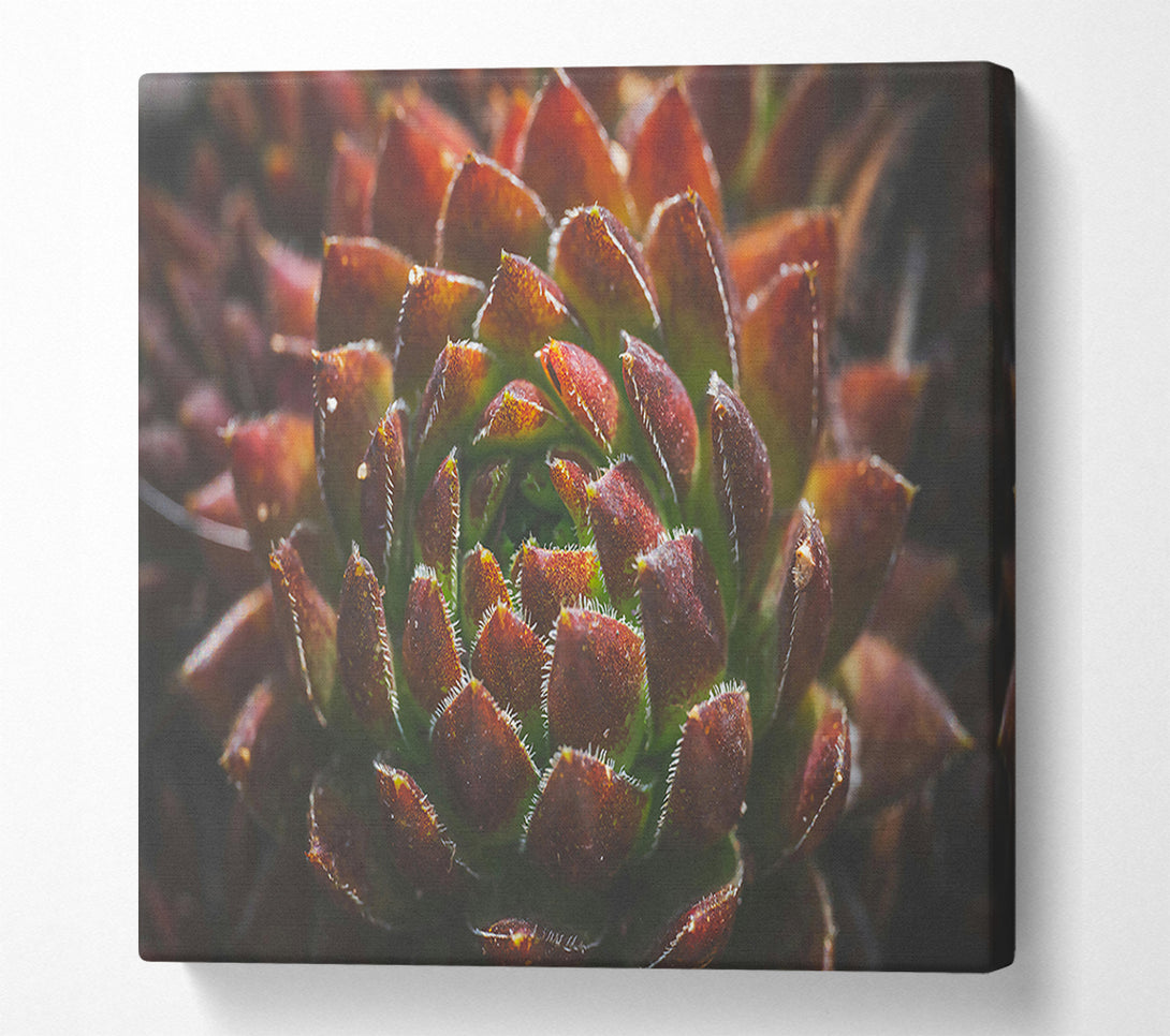  A Canvas Print of Crimson Succulent Bloom Canvas Art