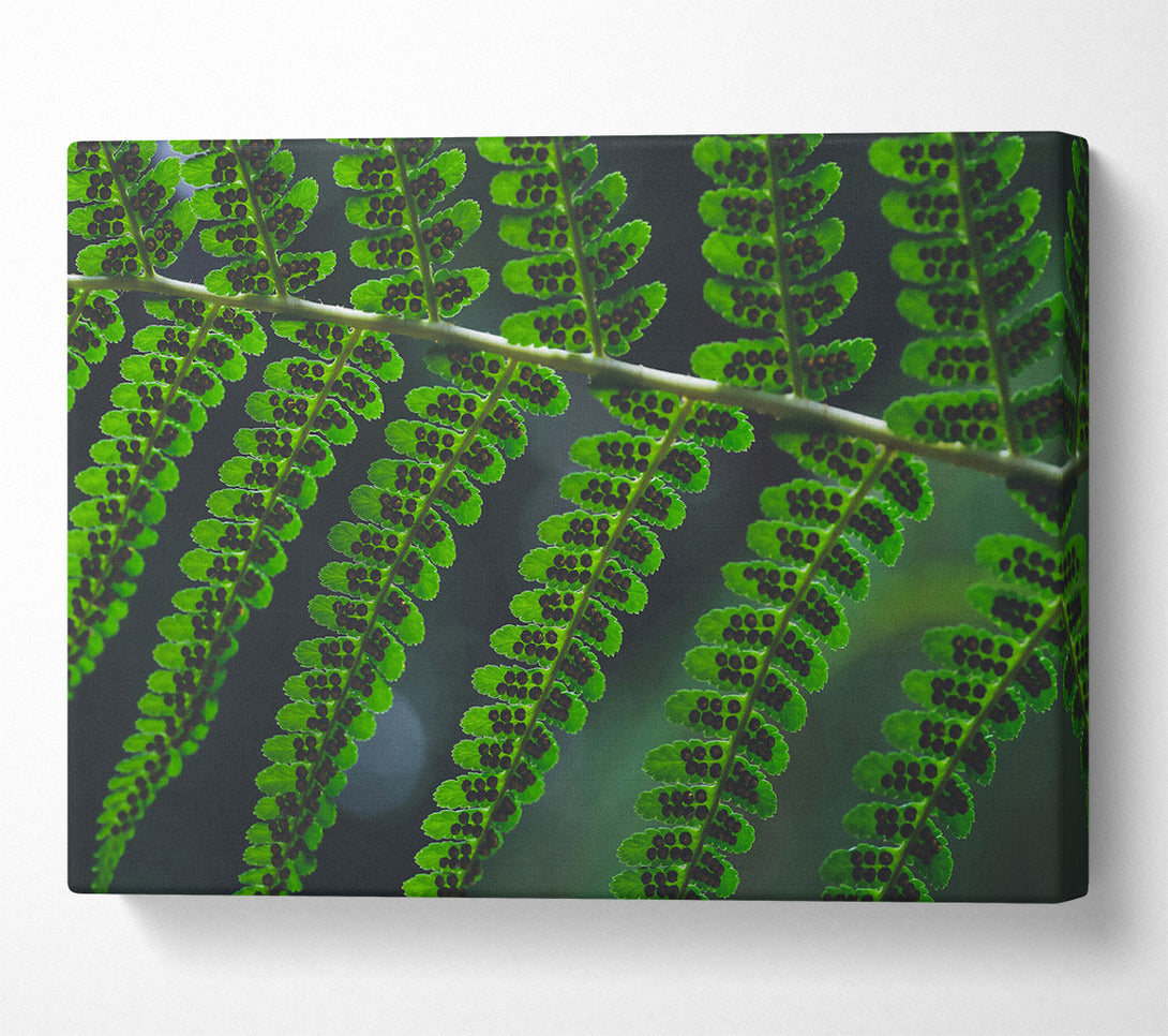  A Canvas Print of Emerald Fern Fronds Canvas Art