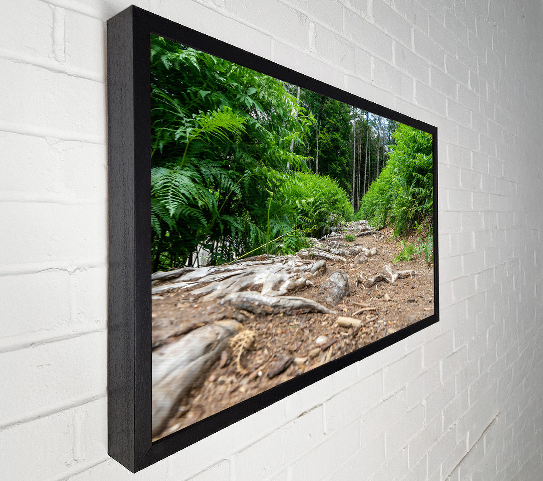  A Canvas Print of Green Path Through Roots Canvas Wall Art