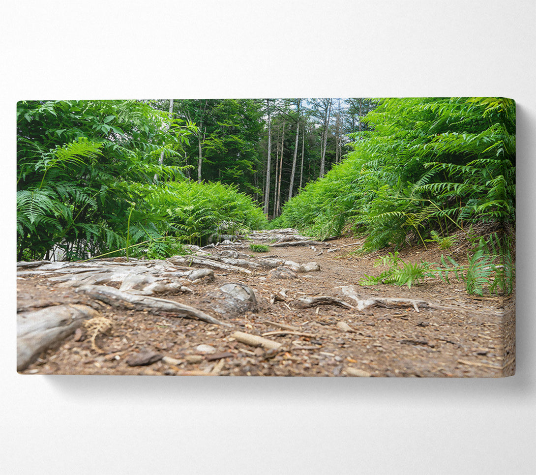  A Canvas Print of Green Path Through Roots Canvas Wall Art