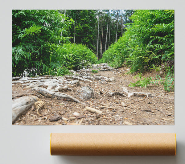 Green Path Through Roots Poster
