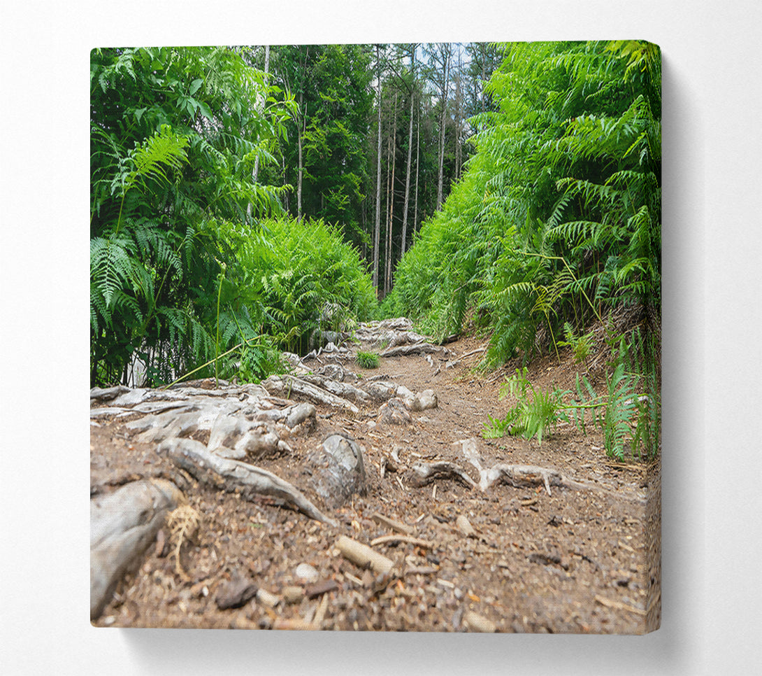  A Canvas Print of Green Path Through Roots Canvas Wall Art