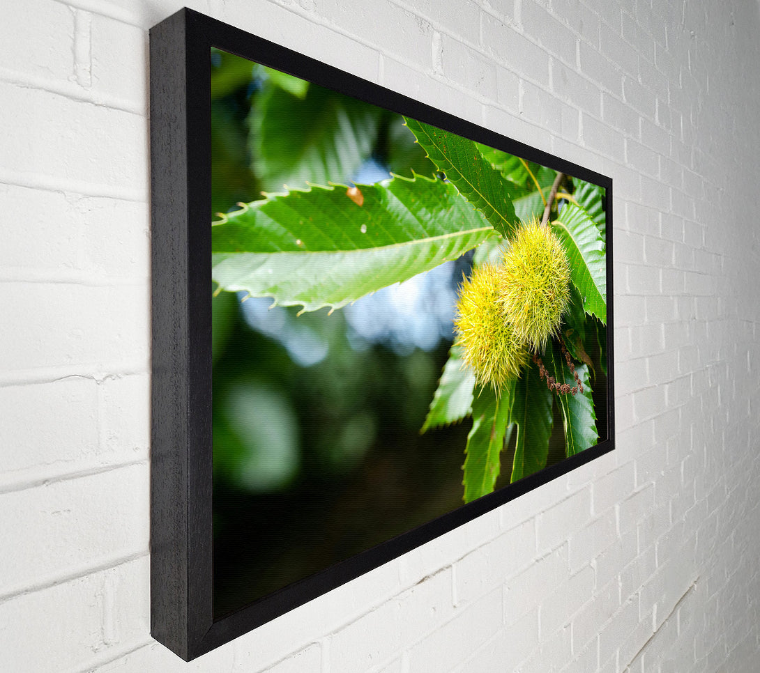  A Canvas Print of Green Spiky Treasures Canvas Print