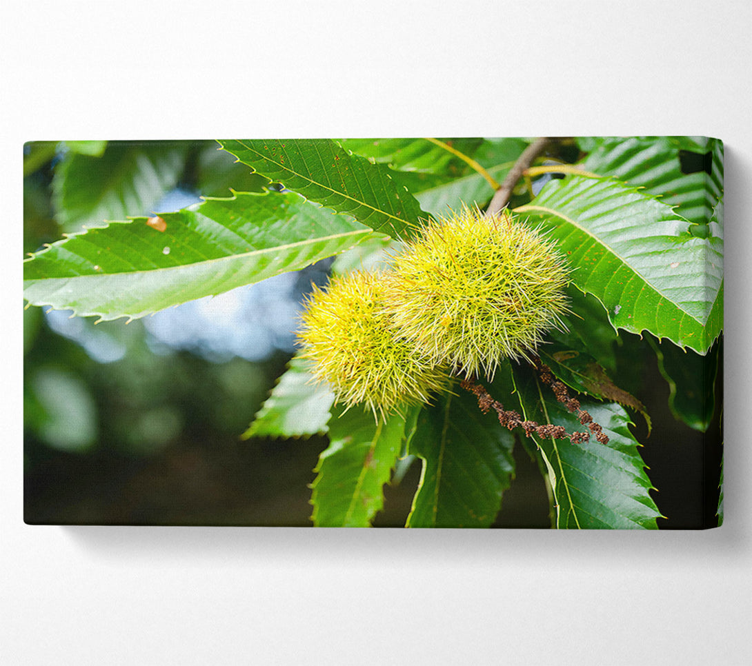  A Canvas Print of Green Spiky Treasures Canvas Print