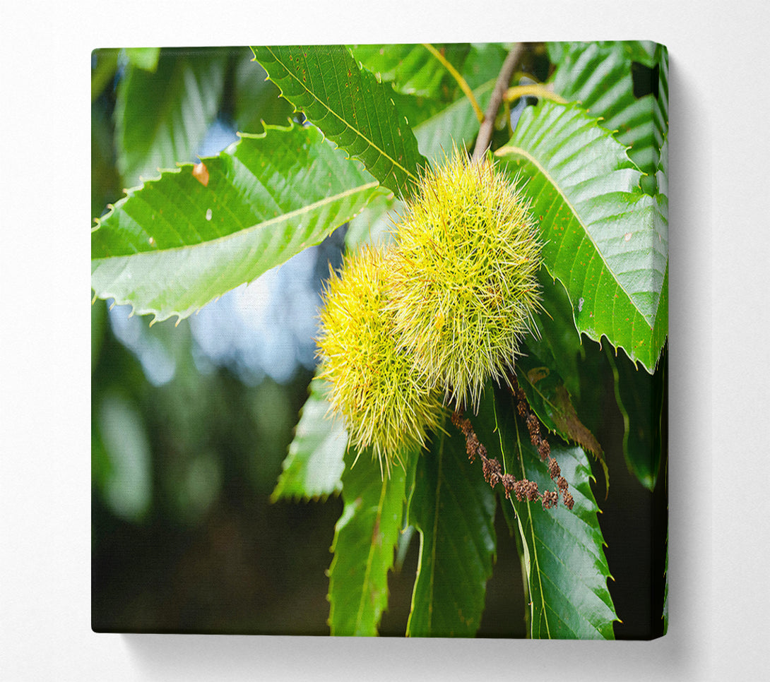  A Canvas Print of Green Spiky Treasures Canvas Print