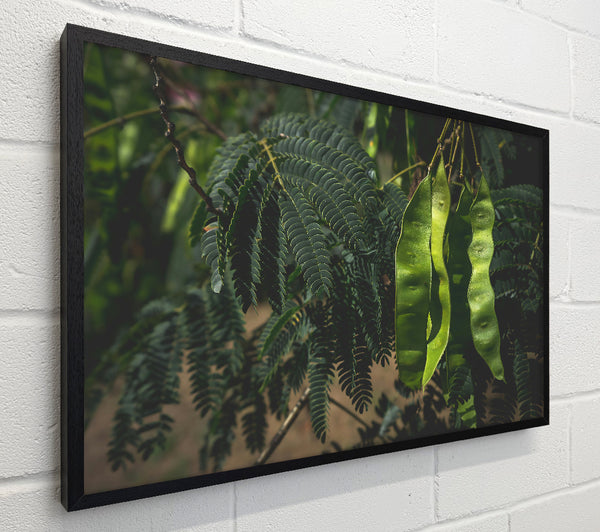 Emerald Pods And Ferns