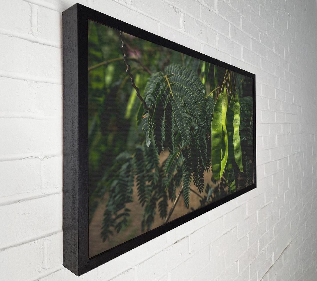  A Canvas Print of Emerald Pods And Ferns Canvas Print