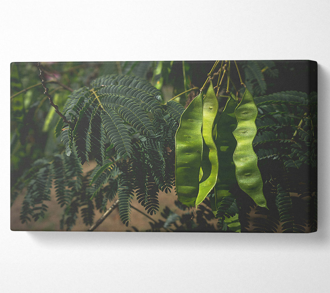  A Canvas Print of Emerald Pods And Ferns Canvas Print