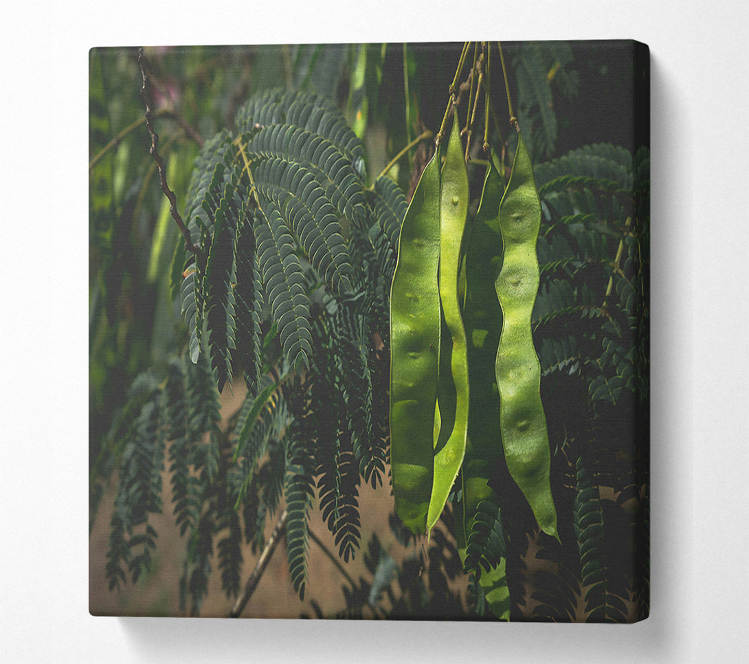  A Canvas Print of Emerald Pods And Ferns Canvas Print