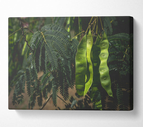  A Canvas Print of Emerald Pods And Ferns Canvas Print