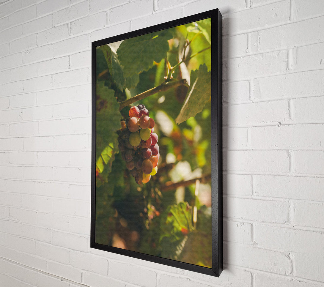  A Canvas Print of Red Grapes In Sunlight Canvas Wall Art