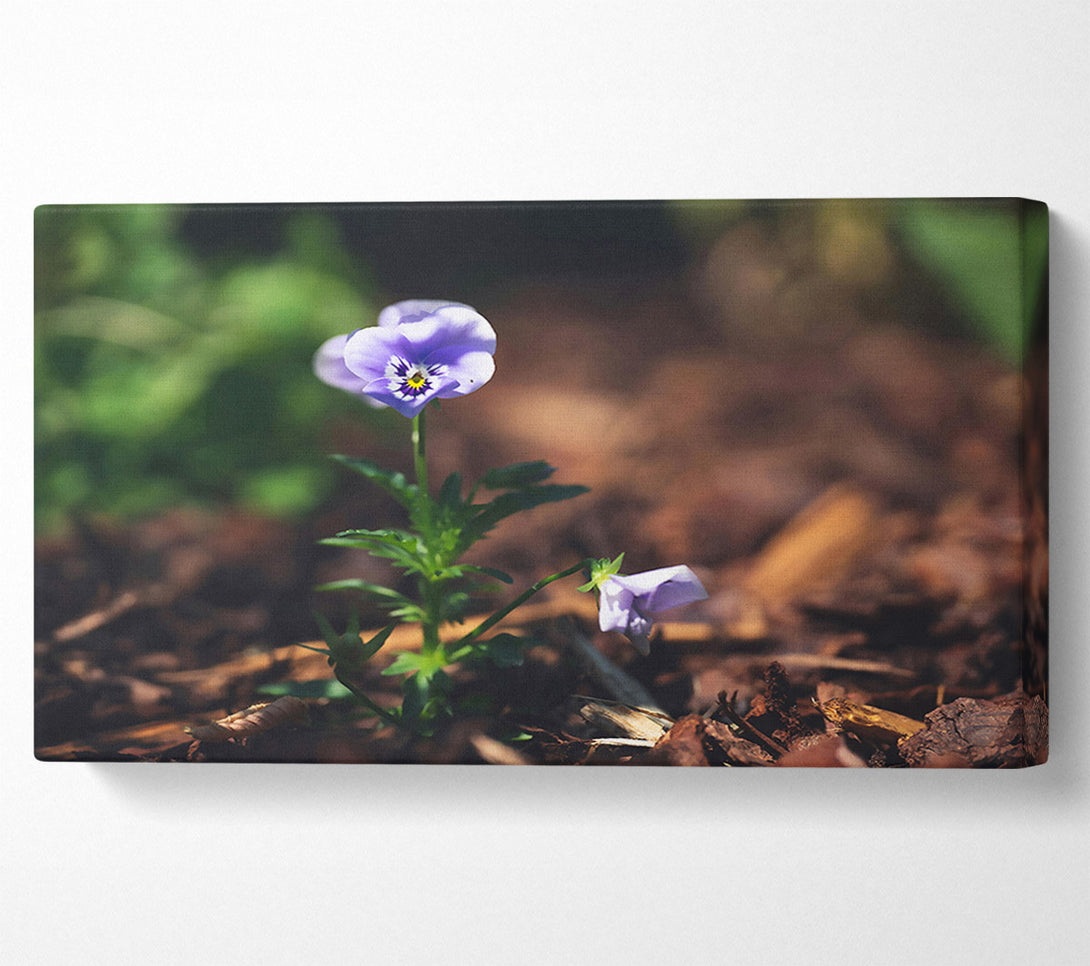  A Canvas Print of Lavender Bloom'S Hope Canvas Art