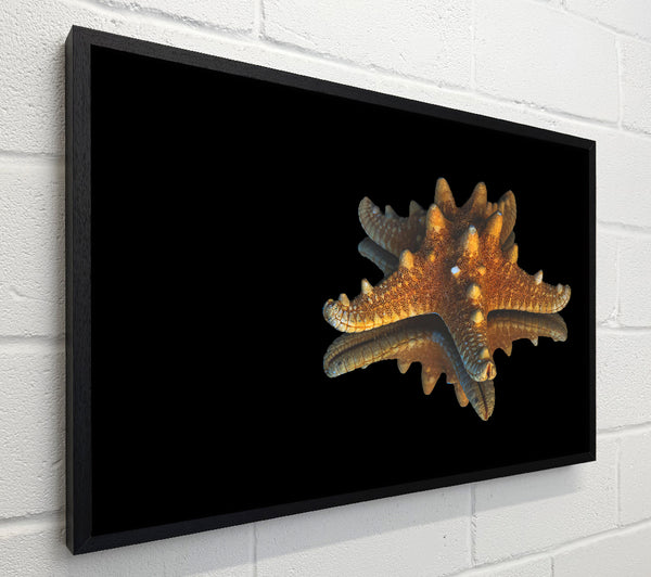 Golden Starfish Reflection