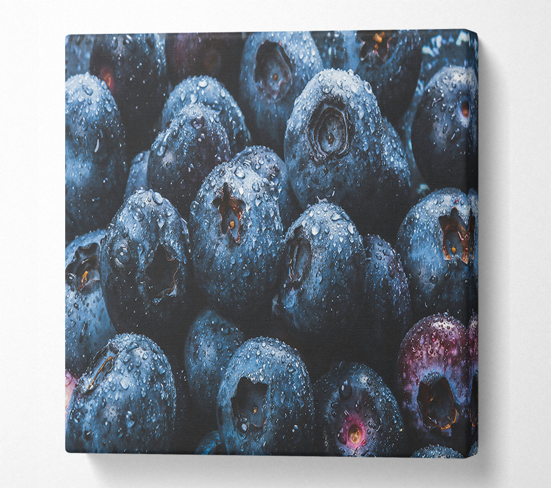  A Canvas Print of Indigo Blueberry Dewdrops Canvas Print