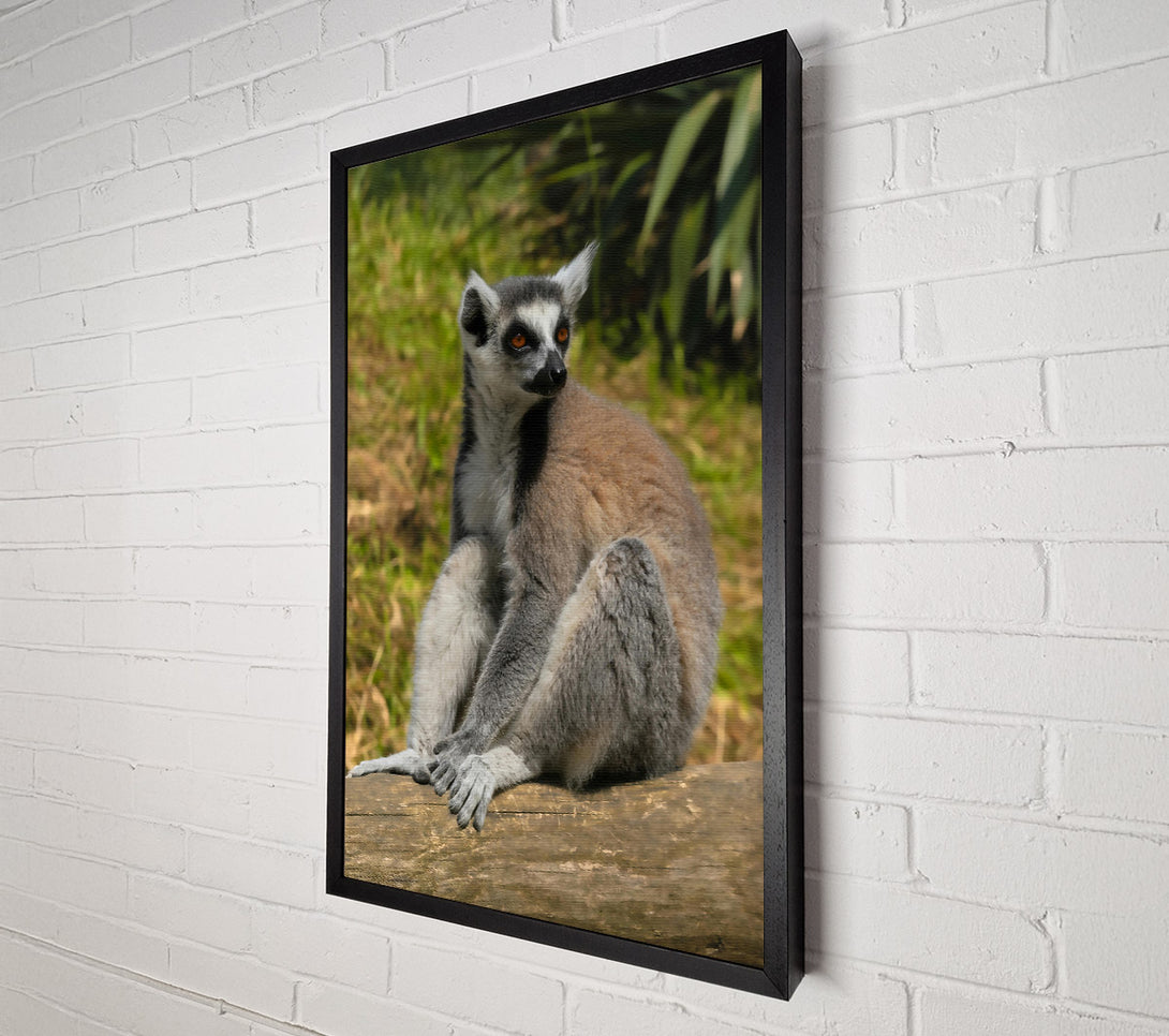 A Canvas Print of Orange-Eyed Lemur Resting Canvas Print