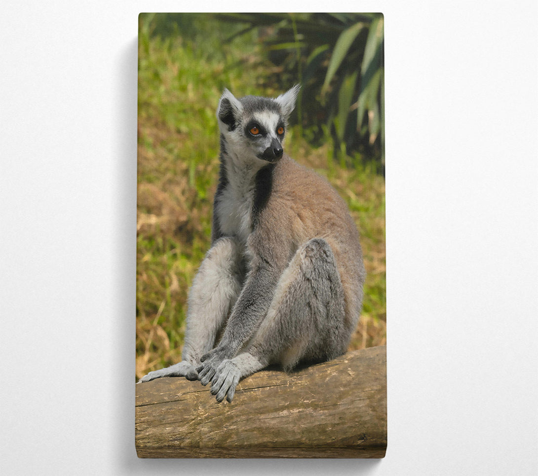  A Canvas Print of Orange-Eyed Lemur Resting Canvas Print