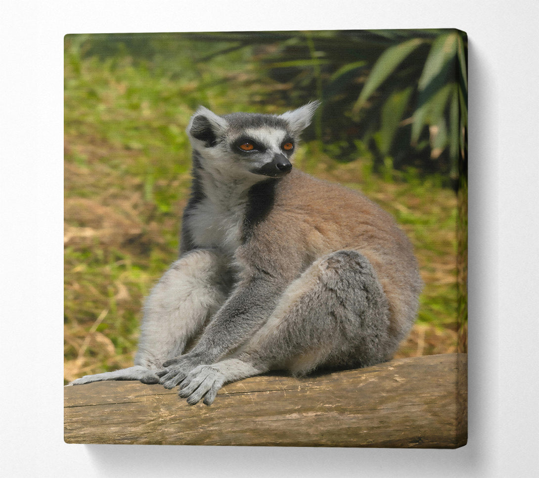  A Canvas Print of Orange-Eyed Lemur Resting Canvas Print