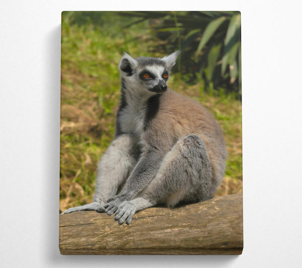  A Canvas Print of Orange-Eyed Lemur Resting Canvas Print