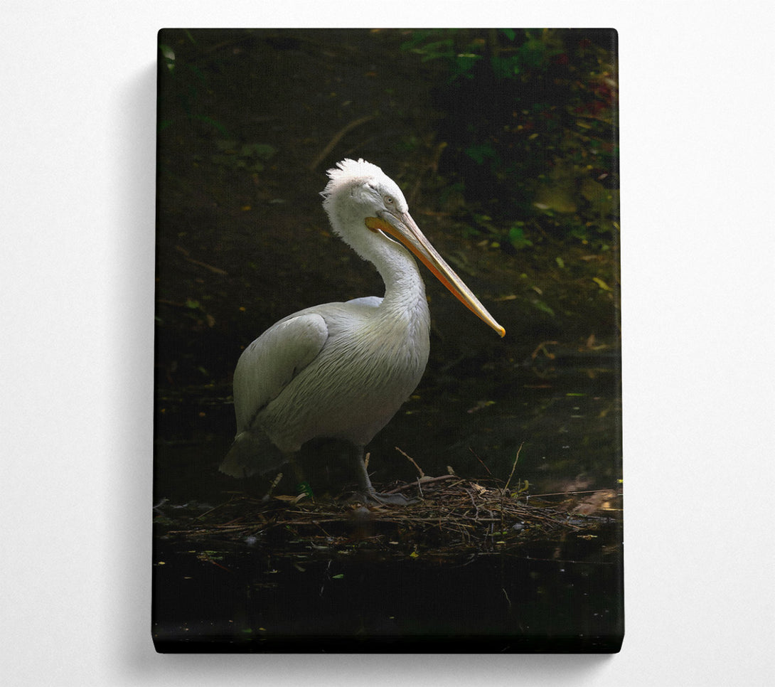  A Canvas Print of White Pelican Resting Canvas Art