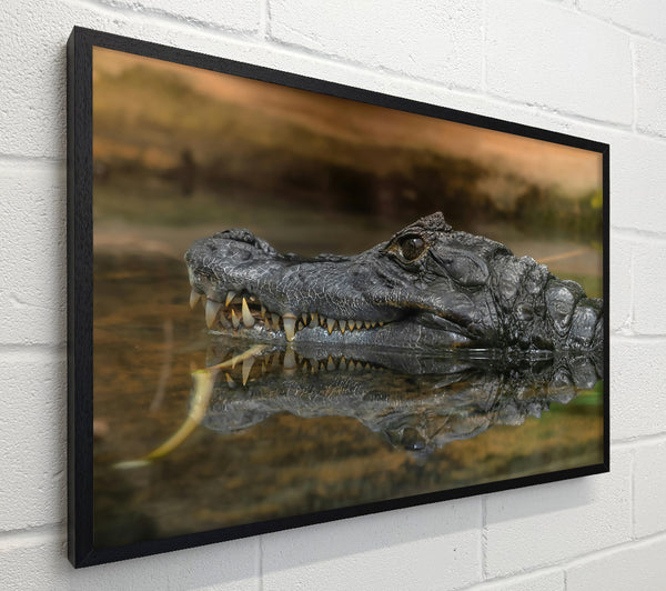 Black Gator Reflection