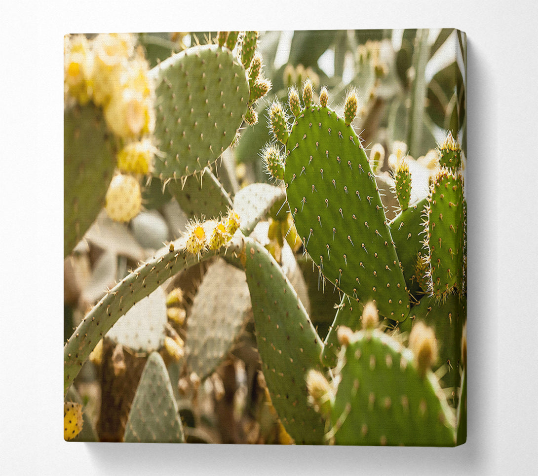  A Canvas Print of Green Prickly Bloom Canvas Print