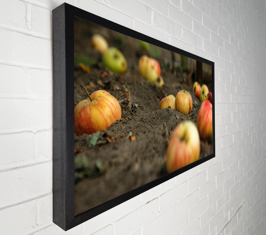 A Canvas Print of Red Fallen Apples Canvas Print