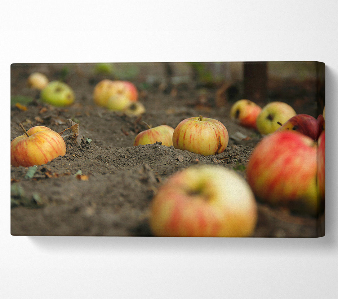  A Canvas Print of Red Fallen Apples Canvas Print
